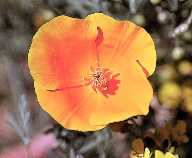 Ranger cams for wildflowers  