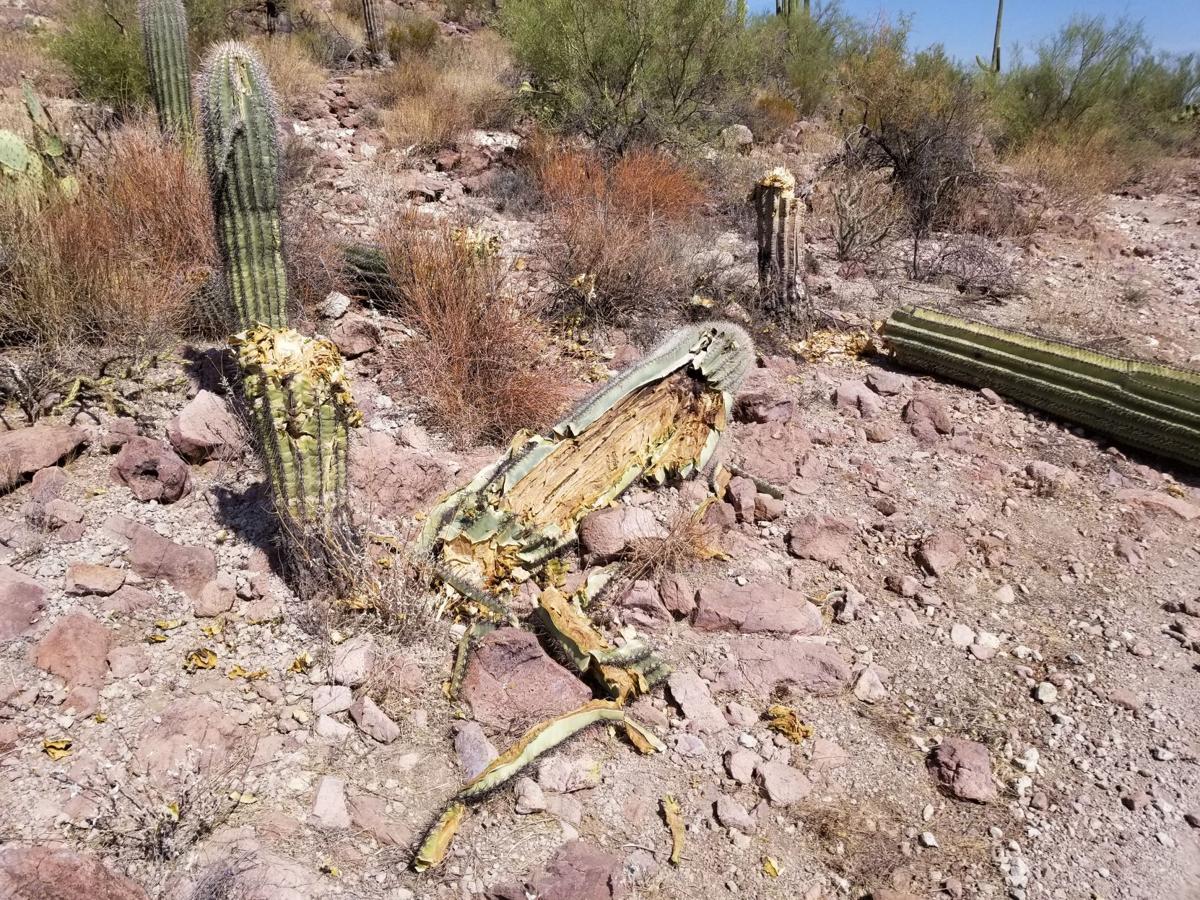 Saguaros Slashed At National Park West Of Tucson Local News Tucson Com