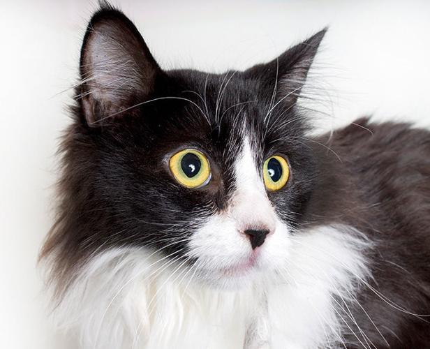 Adopt A Friend: Ursula