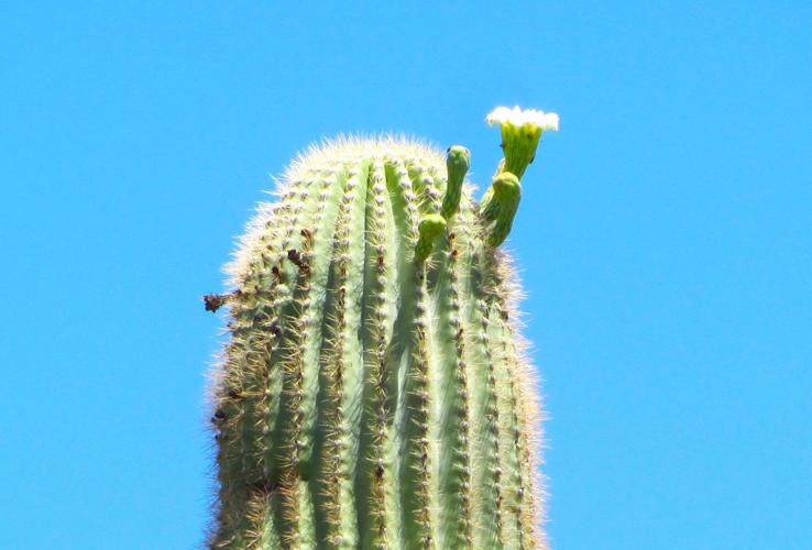 Summer saguaro bloom