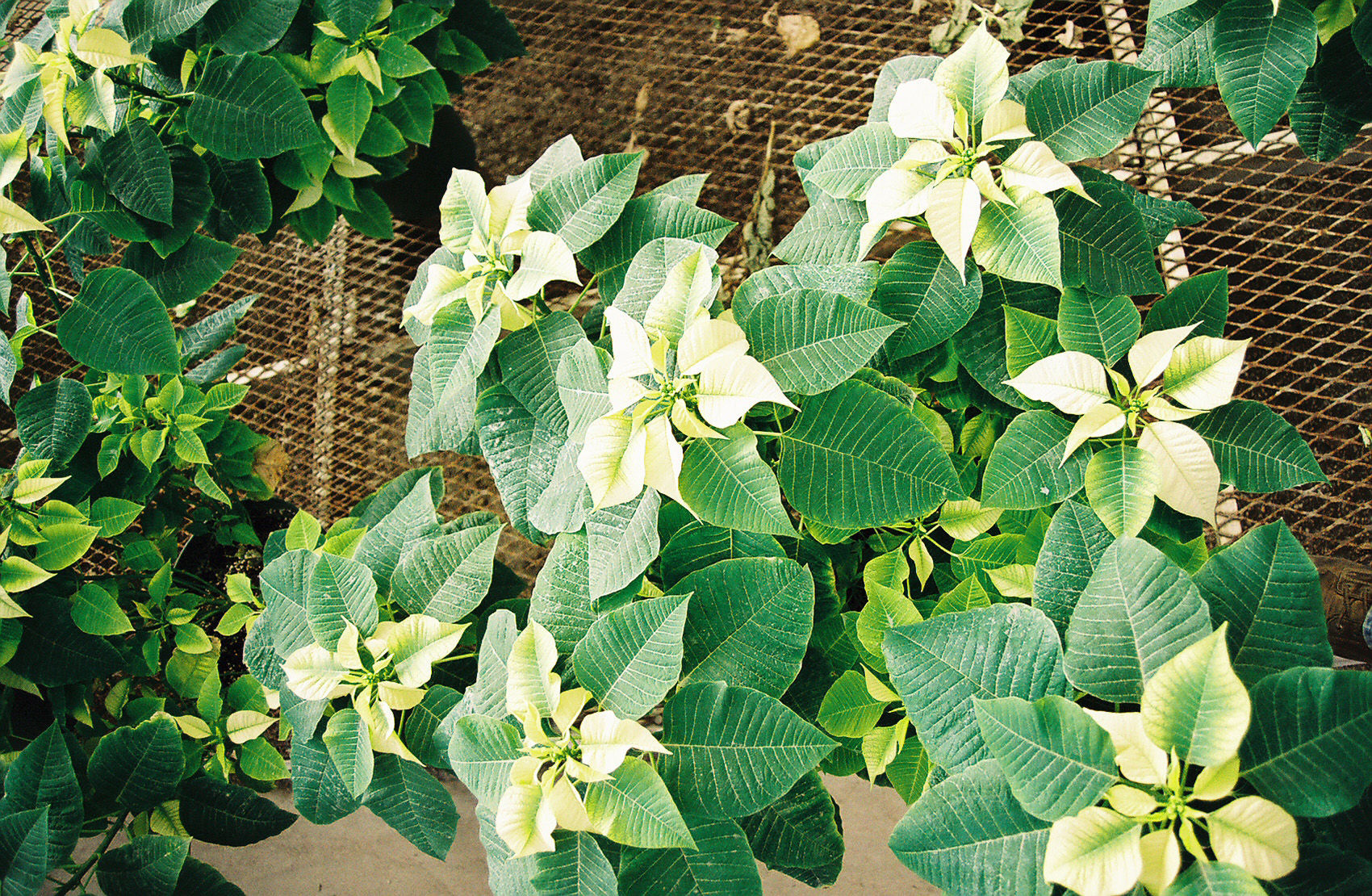 Rose On The House: How To Keep A Holiday Poinsettia Alive To Bloom Again