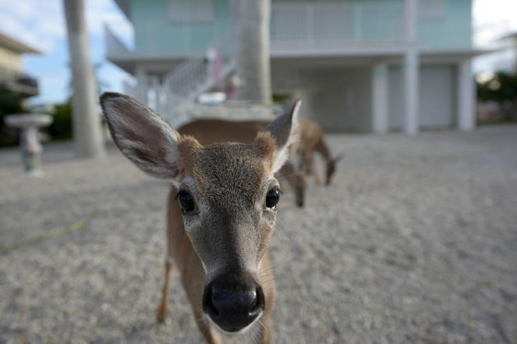 Climate Florida Key Deer