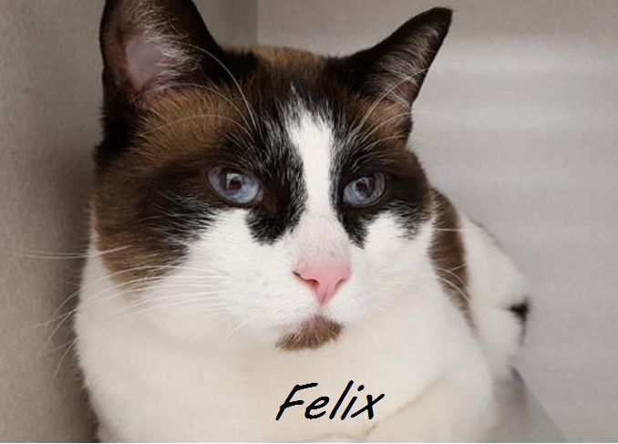 Adopt a friend: Felix