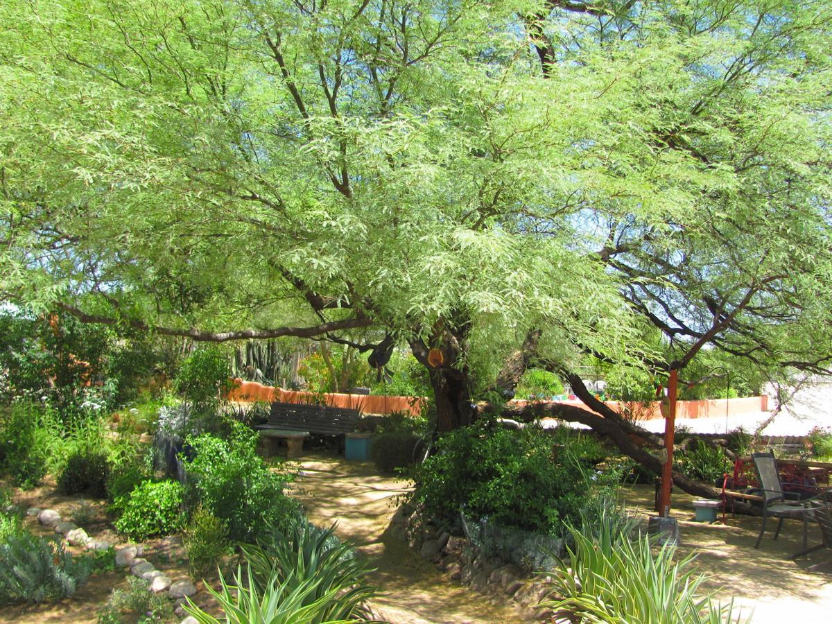 Lush native garden with mesquite