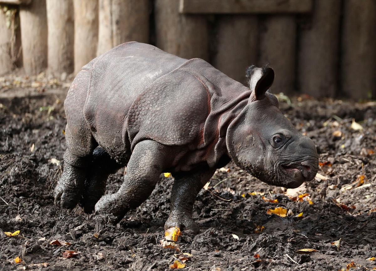 250 pounds of cuteness: Baby rhino makes public debut at the Buffalo Zoo