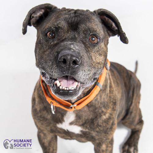 Adopt a friend: Gabriel