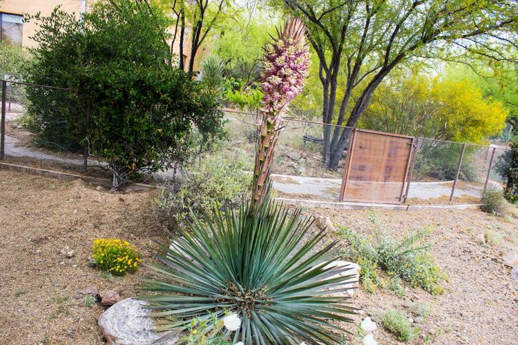 Cat Mountain Lodge and Roadside Inn