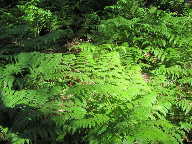 Green ferns