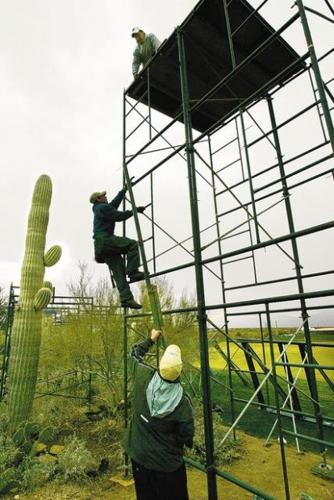 Marana banking on golf tournament  