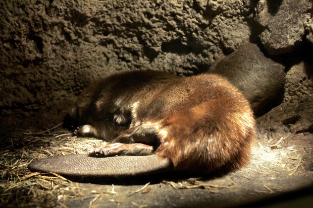 The Arizona-Sonora Desert Museum at 60 years old