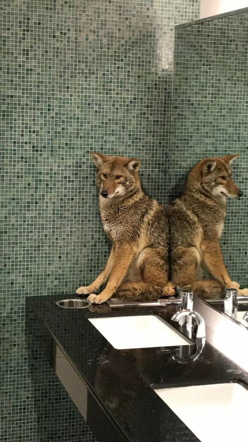 Boat Show Coyote
