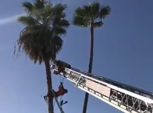 Tucson tree trimmer trapped by palm fronds lucky to be alive