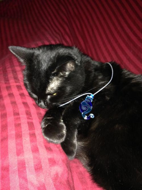 PAWSitively Cats Birthday Celebration, Wine Tasting and Cat Jewelry Exchange