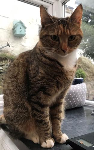 How to stop your cat from killing so much wildlife