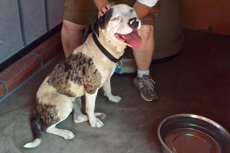 Adopt A Friend: Manota