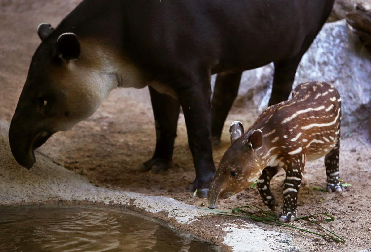 Baby zoo animals