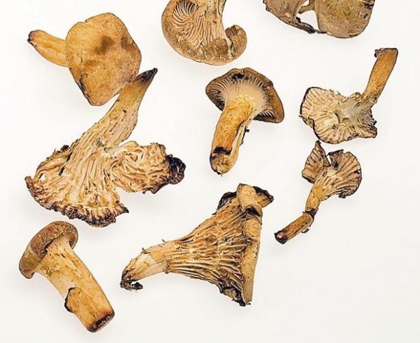 Fungus among us  