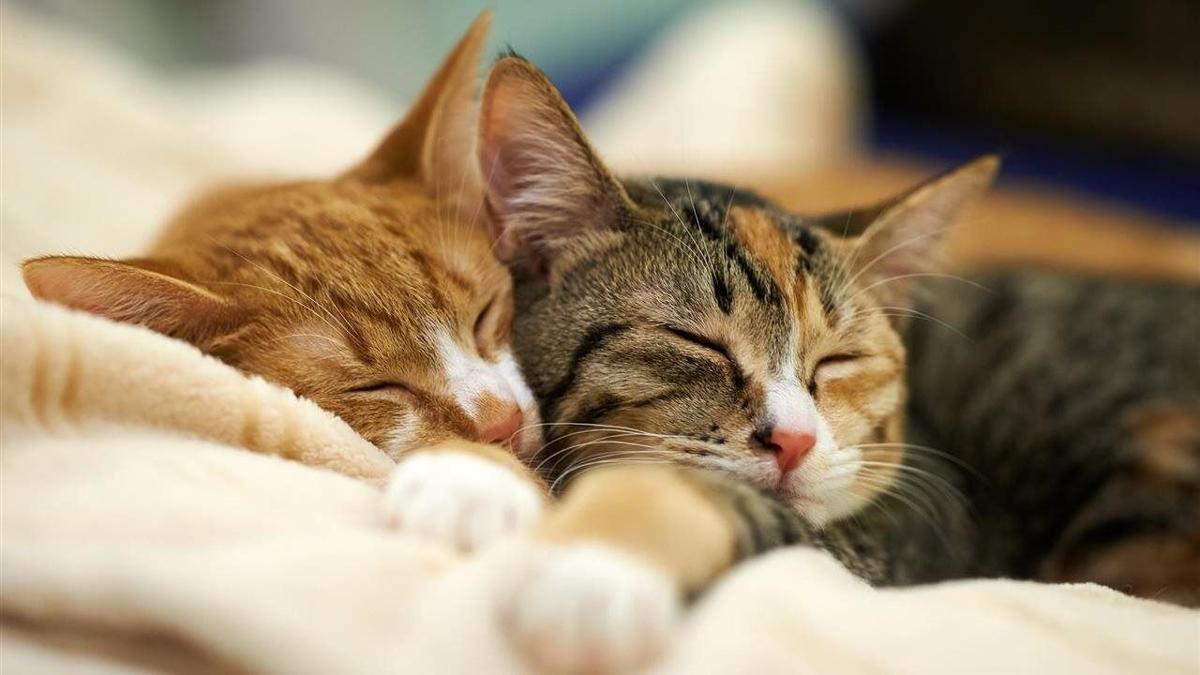 How to successfully introduce a new cat to your feline family