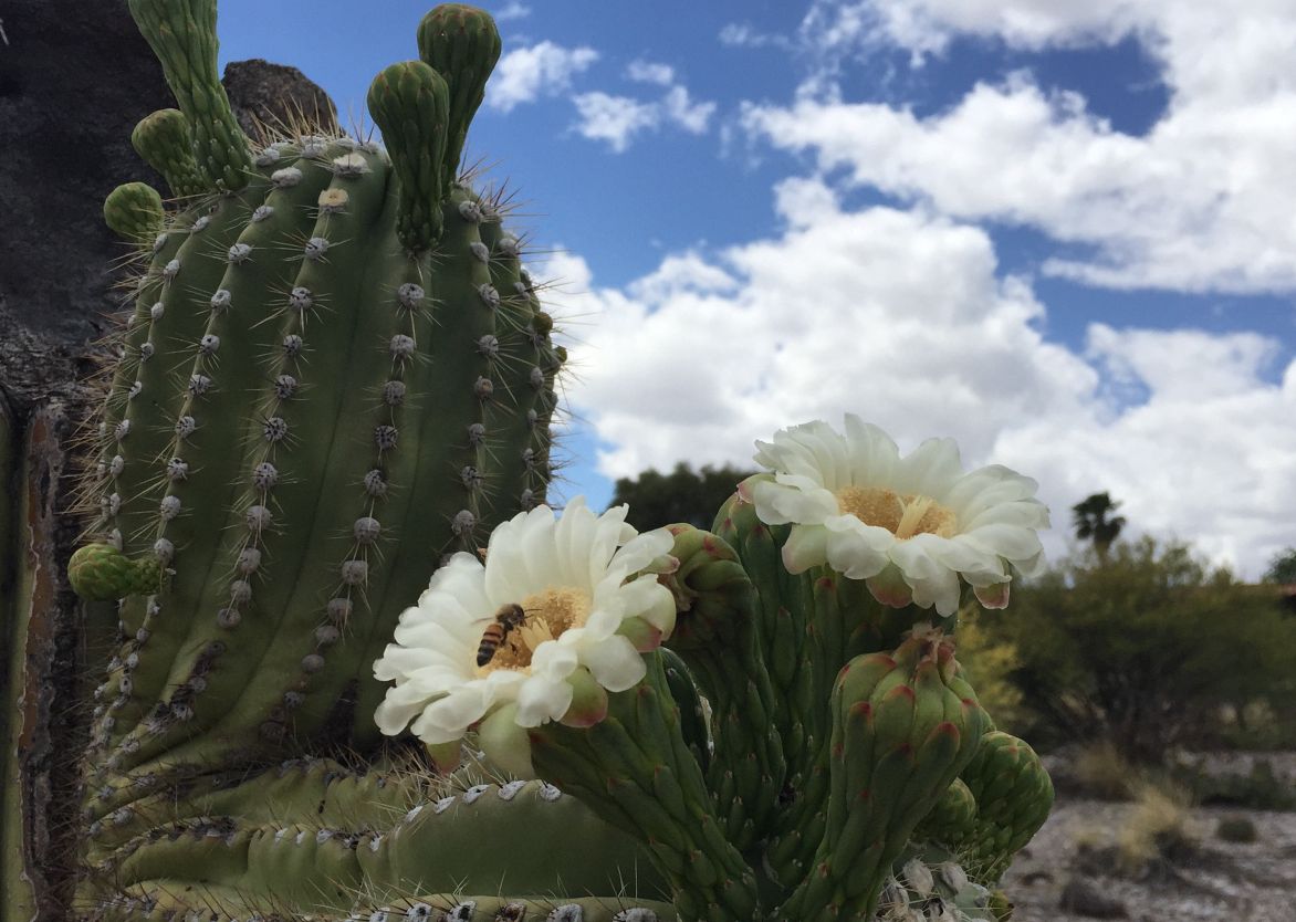 Saguaro blossoms