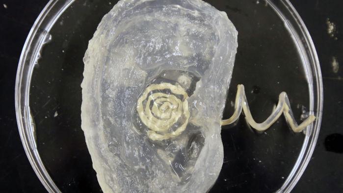 Photos: Bionic ear grown in lab picks up radio signals