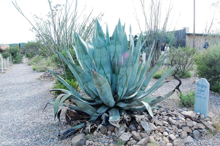 Agave