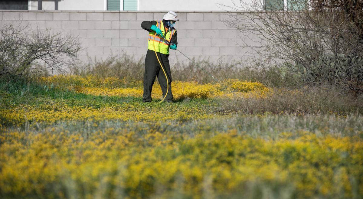 Weed warriors take aim at Tucson's largest outbreak so far