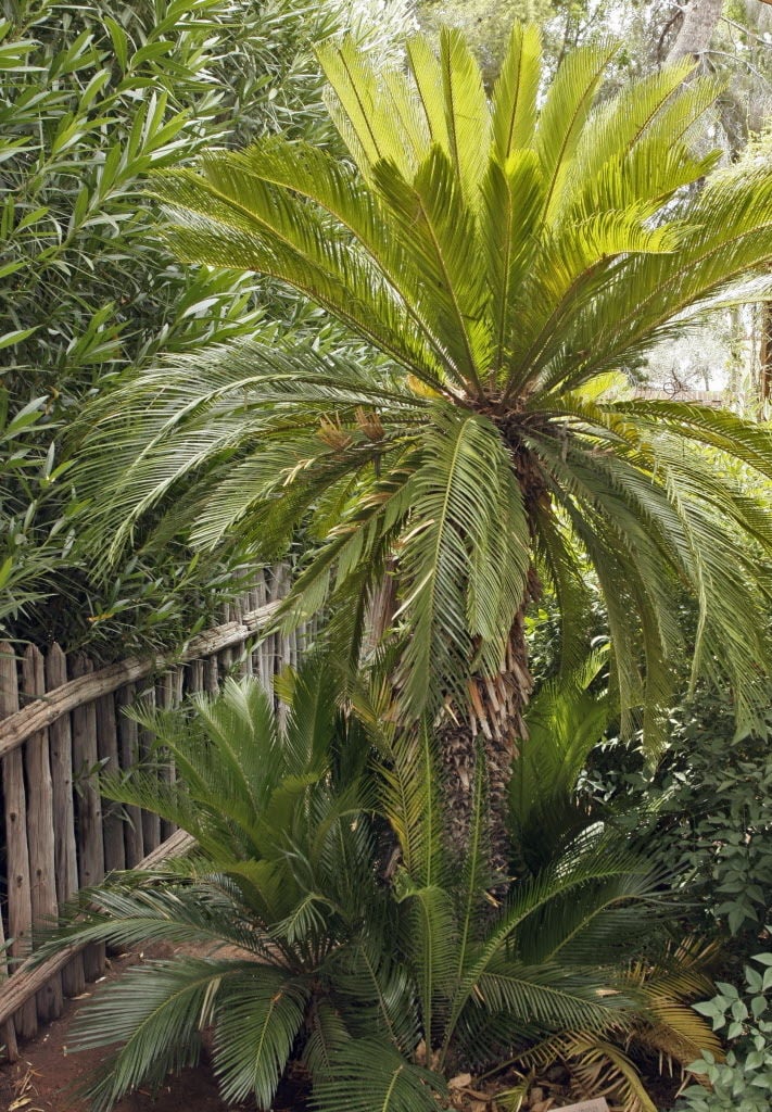 How to replant sago and fan palms
