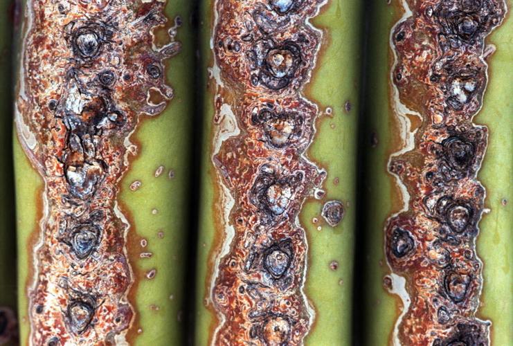 Gnats feast on saguaro fungus