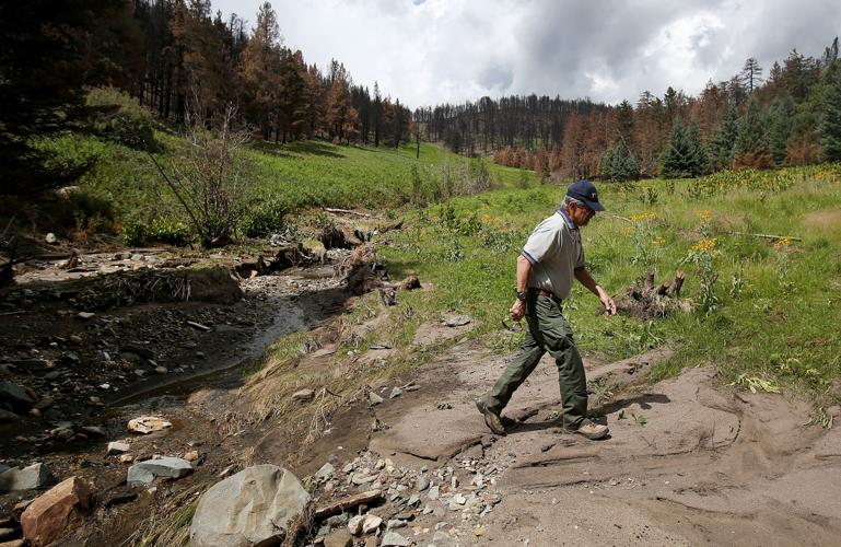 Frye Fire recovery on Mt. Graham
