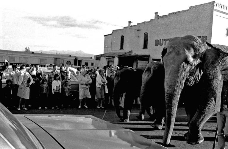 Elephants in Butte August 1968