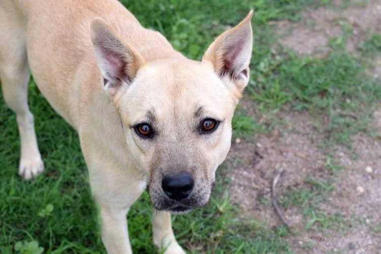 Adopt A Friend: Jelly Bean