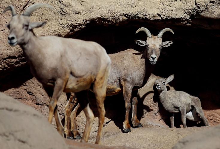 Baby bighorn lamb at the Desert Museum