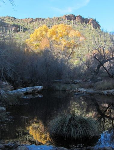 Tranquil pool and autumn hues