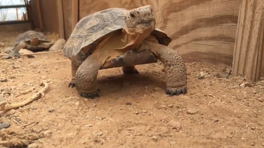 Adopt a tortoise