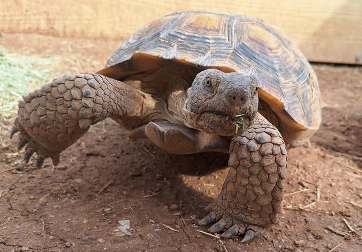 Sonoran desert tortoise Sol