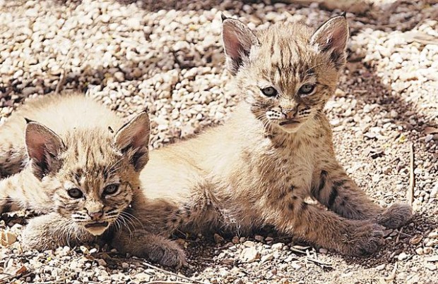 Wildlife: A peek at recent arrivals  