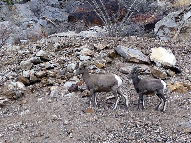 Bighorn sheep