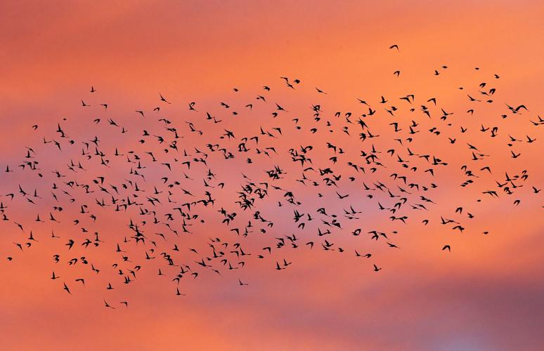 2017 Wings Over Willcox