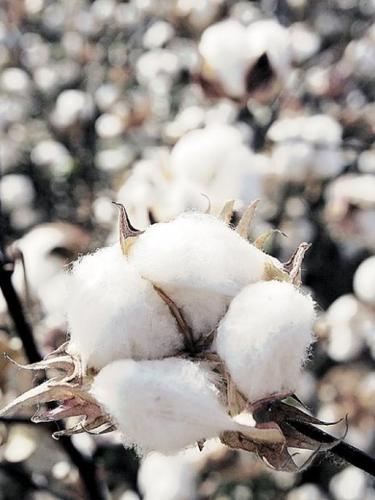 Cotton gin era may be near an end  