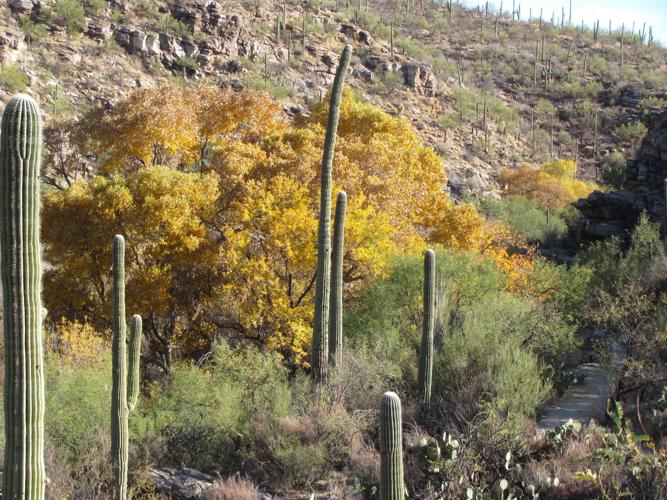 Sabino Canyon hues