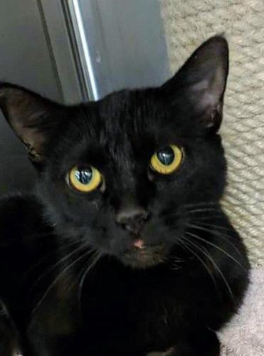 Adopt a friend: Ginny