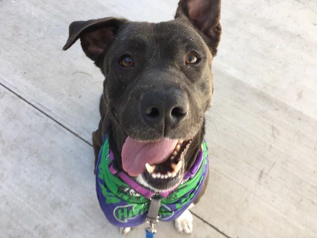 Adopt a friend: Apollo