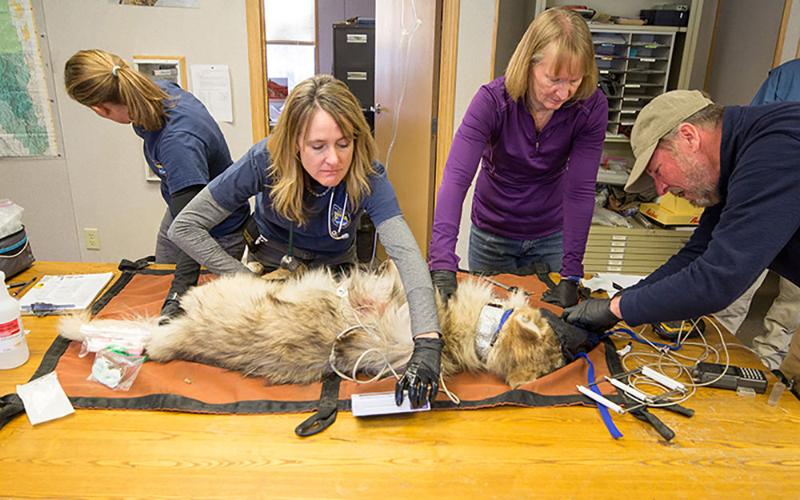 Mexican Wolf Recovery