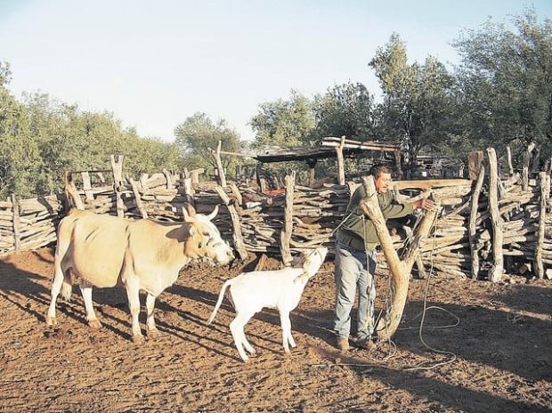 Granja animales sonora