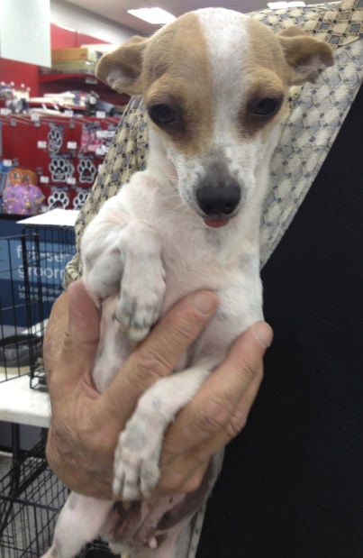 Pets available for adoption