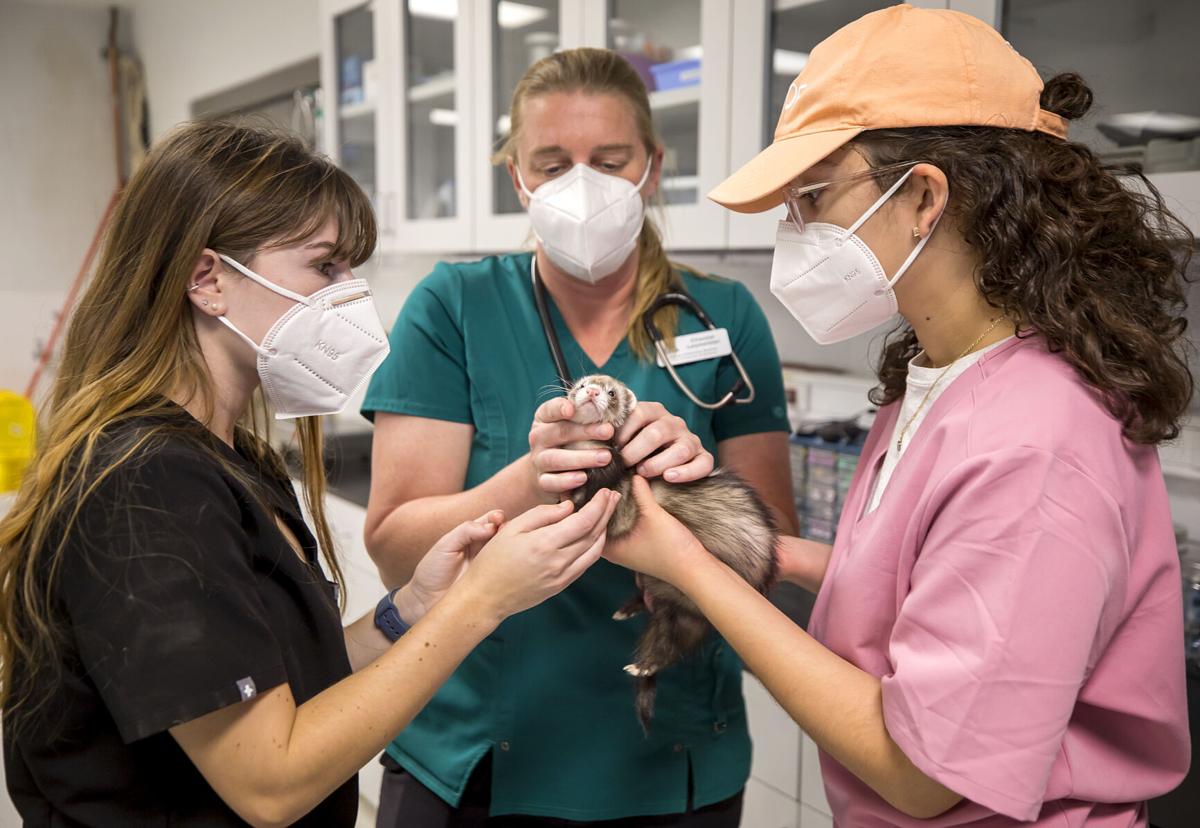Zoo internship gives Tucson vet students handson experience