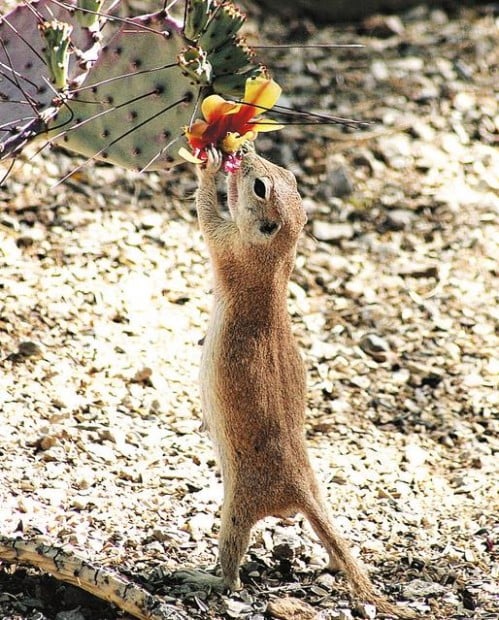 A Round Tailed Ground Squirrel Northwest Tucson Com