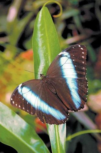 Exhibit at Tucson Botanical Gardens features hundreds of tropical butterflies  