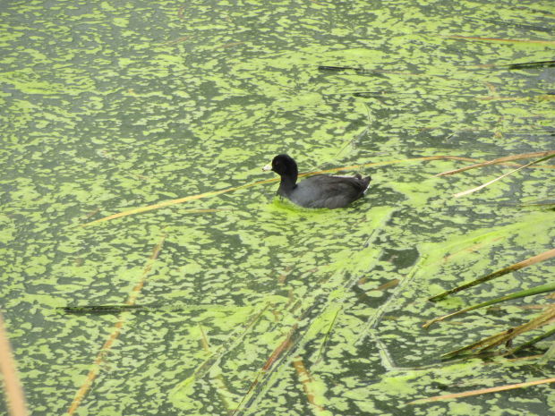 Water bird at the wetlands