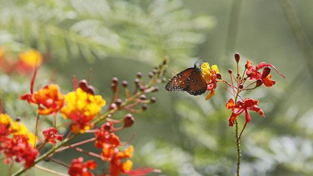 Pruning the bird of paradise